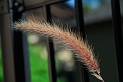 DSD_2294