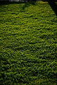 DSD_7389